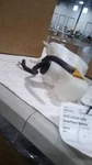 Coolant Reservoir Fits 14-17 Lexus IS350 556022 Used. Price: $69.67.