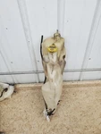 Coolant Reservoir Chassis Cab Fits 07-10 Dodge 3500 Pickup 309400 Used. Price: $34.50.